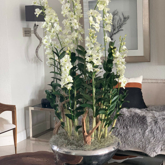 Allee-Blumenkasten mit Dendrobium-Orchideen