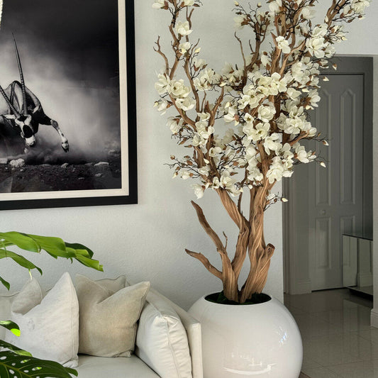 Weißer Magnolienbaum im 126 cm großen, glänzend weißen Kugeltopf